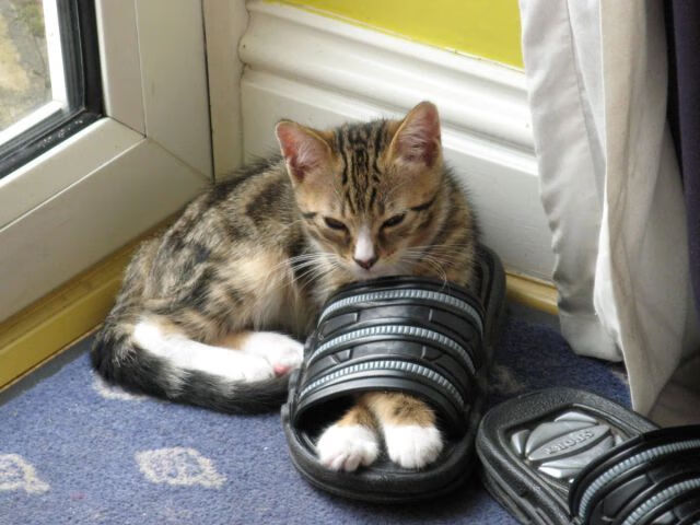 心跳对决：在关键比赛中决胜的瞬间，挑战心跳