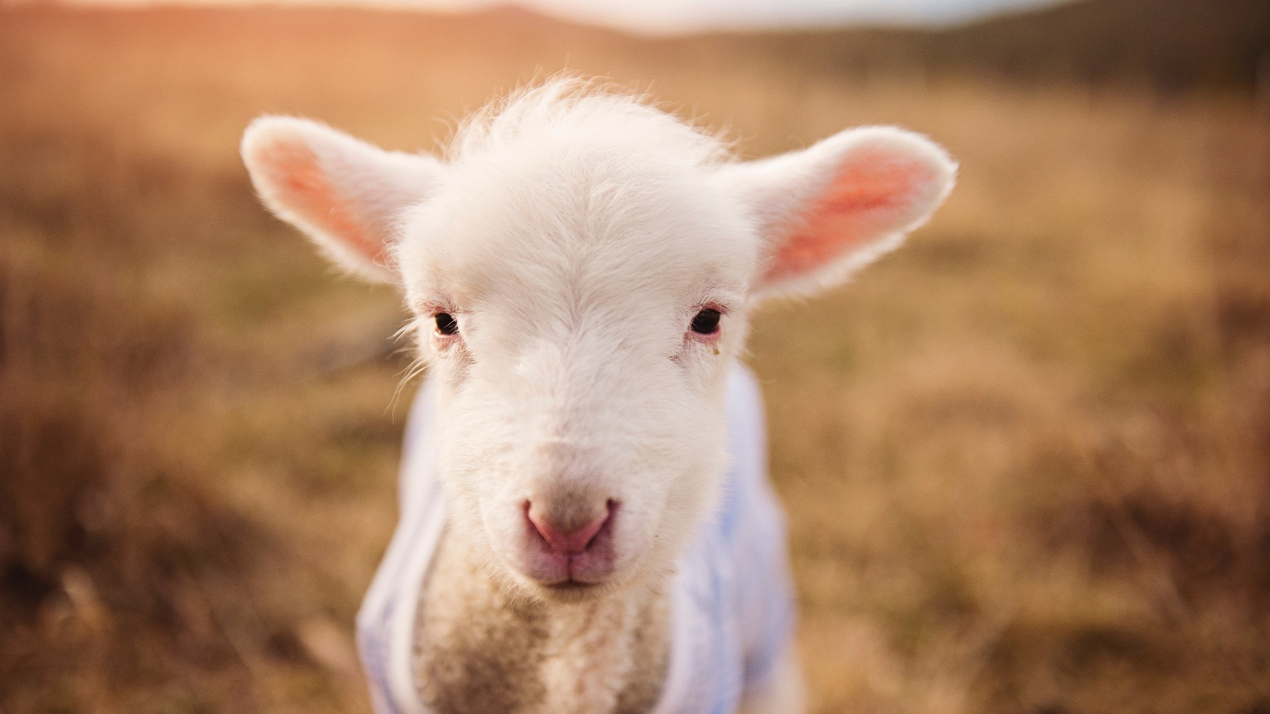 加强青少年体育素质，普及篮球训练课程与讲座，青少年篮球体能训练的重点内容