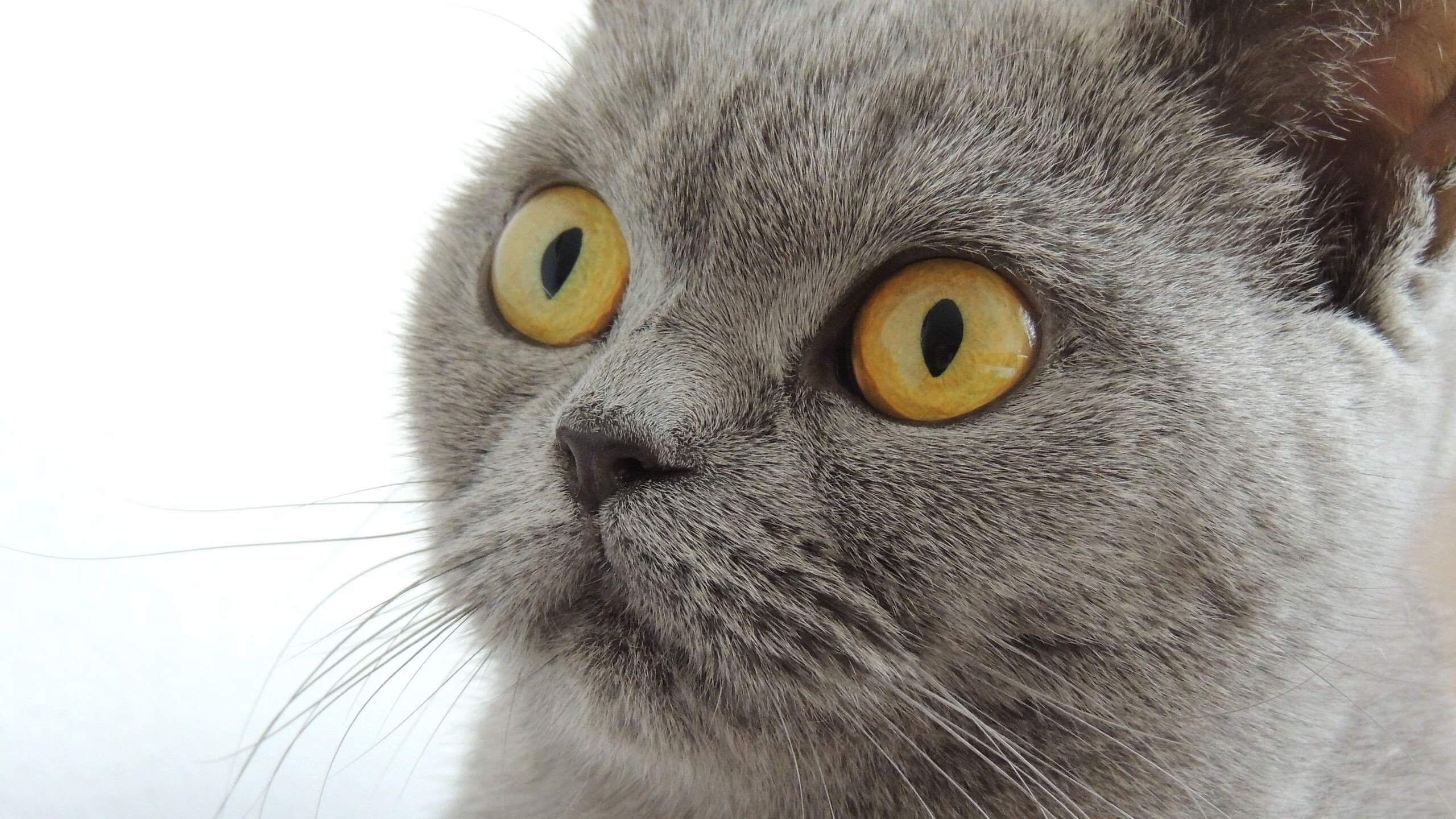 爱游戏娱乐平台-德国羽毛球选手在女子单打比赛中获得第九名，德国羽毛球男单名将